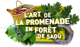 L’art de la promenade en forêt de Saoû